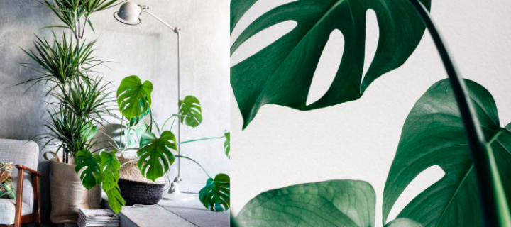 decorar con flores y plantas en benidorm